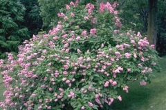 Hiawatha_BP