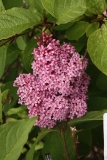 Hiawatha_CH