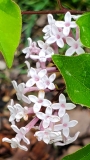 Hina-arare_20200517_MLD_MLD