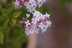 Hina-arare_Sapporo_HI