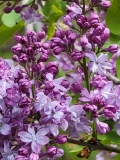 Hippolyte_Maringer_20210427_BLBG_MLD_3