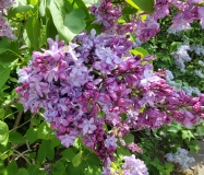 Hippolyte_Maringer_20210428_NYBG_MLD_2