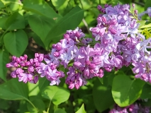 Hippolyte_Maringer_20210428_NYBG_MLD_3