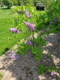 Hosanna_20210428_NYBG_MLD_1