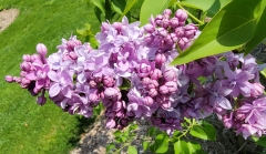 Hosanna_20210428_NYBG_MLD_2