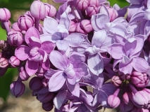 Hosanna_20210428_NYBG_MLD_3