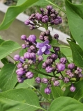 Hosanna_20230415_MLD_MLD