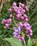 Hosanna_20240412_MLD_MLD