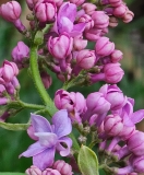 Hosanna_20240412_MLD_MLD_2