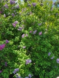 Hugo_Koster_20210428_NYBG_MLD_2