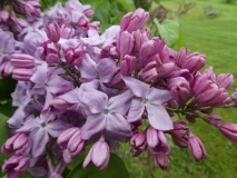 Hulda_201906_RBG_MLD