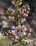Hulda_20240416_MLD_MLD