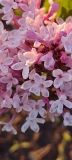 Hurakowze_x_OP_20240421_DC_DC_2