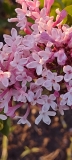 Hurakowze_x_OP_20240421_DC_DC_5