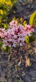 Hurakowze_x_OP_20240421_DC_DC_6