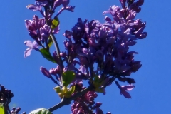 Hyacinth