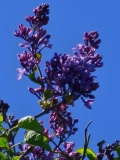 Hyacinth_20230427_HKLG_MLD