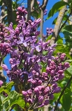 Hyacinth_20230427_HKLG_MLD_2