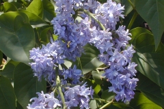 Hyacinthiflora Plena