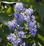 Hyacinthiflora_Plena_2003_HP_MM__DM_1