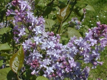 Hyacinthiflora_Plena_2003_HP_MM__DM_2