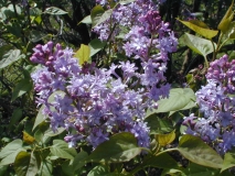 Hyacinthiflora_Plena_2003_HP_MM__DM_3