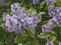 Hyacinthiflora_Plena_2003_HP_MM__DM_4