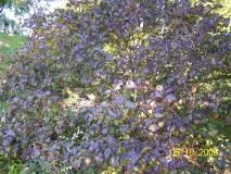 Hyacinthiflora_Plena_2008_KM_1