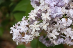 Hyacinthiflora_Plena_2013_HP_TP_2