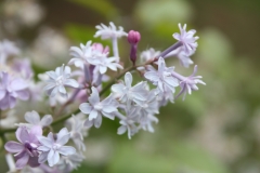 Hyacinthiflora_Plena_2013_HP_TP_3