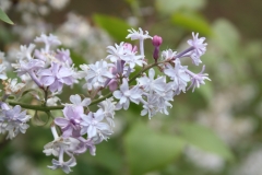 Hyacinthiflora_Plena_2013_HP_TP_4