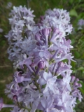 Hyacinthiflora_Plena_20180510_HP_MLD