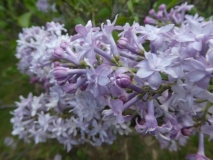 Hyacinthiflora_Plena_201805_HP_MLD