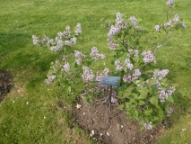 Hyacinthiflora_Plena_201906_CEF_MLD_1