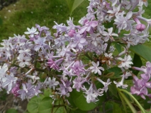 Hyacinthiflora_Plena_201906_CEF_MLD_2