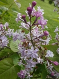Hyacinthiflora_Plena_201906_CEF_MLD_3
