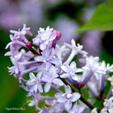 Hyacinthiflora_Plena_2019_LM_CF
