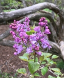 Hyacinthiflora_Plena_20210420_HP_PM