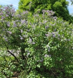 Hyacinthiflora_Plena_20220513_HP_MLD