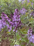 Hyacinthiflora_Plena_202205_AA_CM