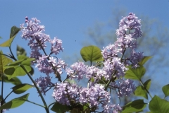 Hyacinthiflora_Plena_RBG_CH