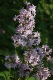 Hyacinthiflora_Plena_ZB