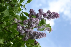 Hyazinthenflieder_Main_BG_TP_1