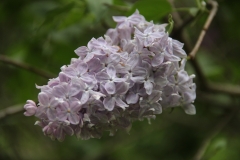 Hyazinthenflieder_Main_BG_TP_3