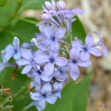 Idyllwild_2019_LM_CF