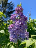 Idyllwild_2021_JA_JJM