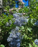 Idyllwild_202305_Idyllwild_Gardens_by_John_Schoustra