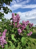Ikars_201805_Dobele_NS_2