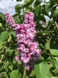 Ikars_201805_Dobele_NS_3