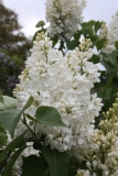 Independence_2013_HP_TP_6